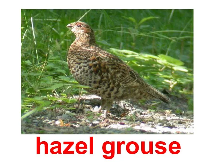 hazel grouse