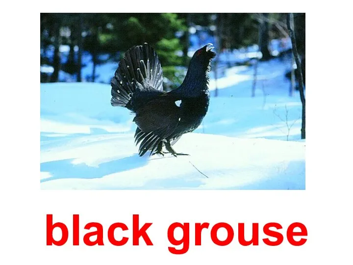 black grouse