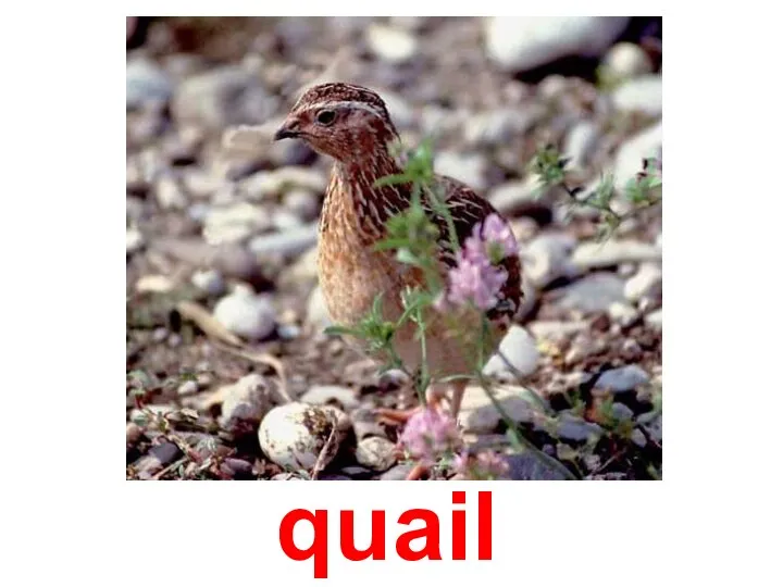 quail