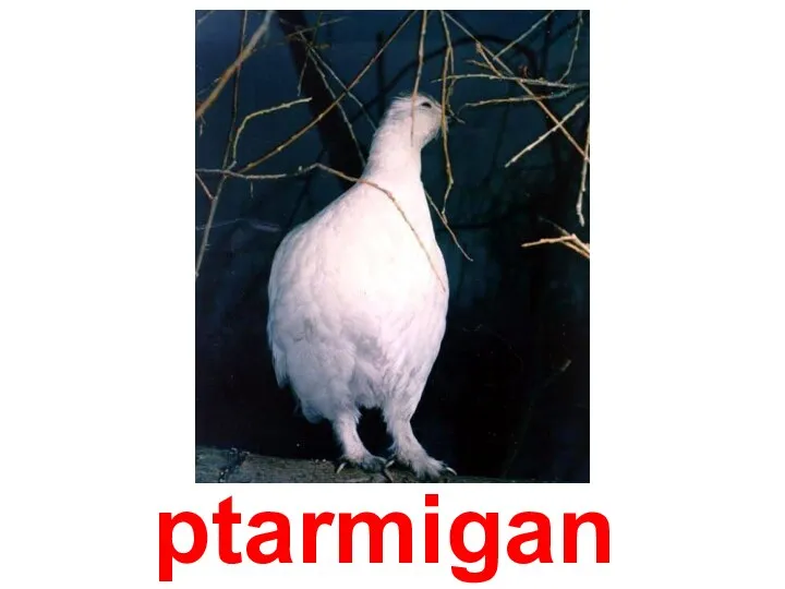 ptarmigan