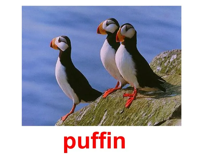 puffin