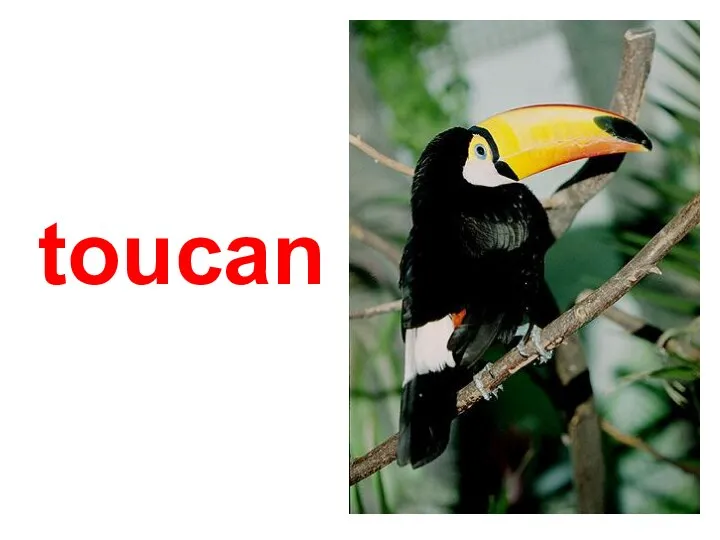 toucan