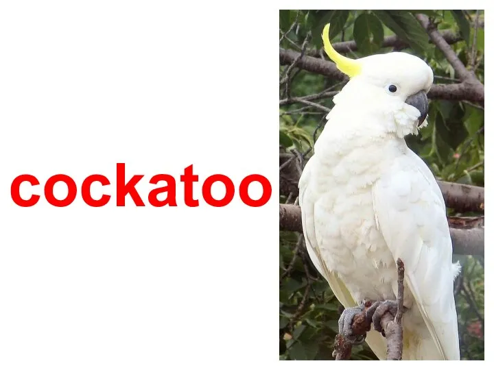 cockatoo