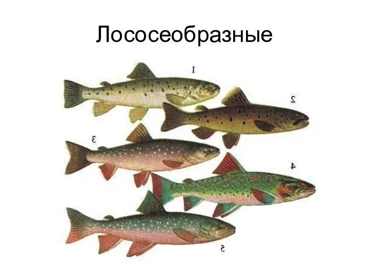 Лососеобразные