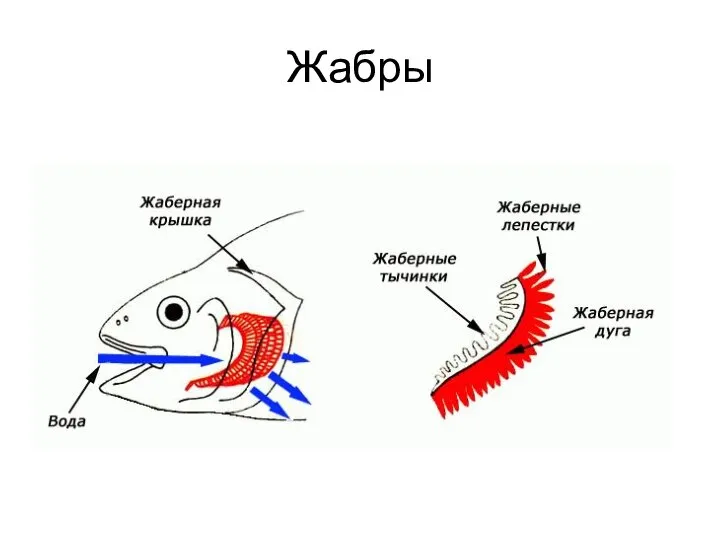 Жабры