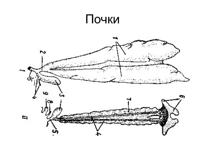 Почки