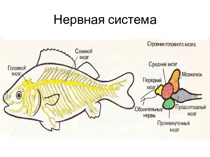 Нервная система