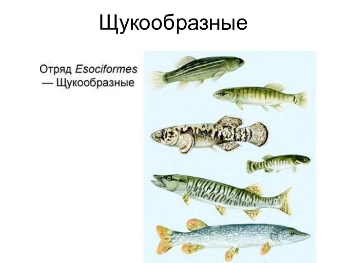 Щукообразные