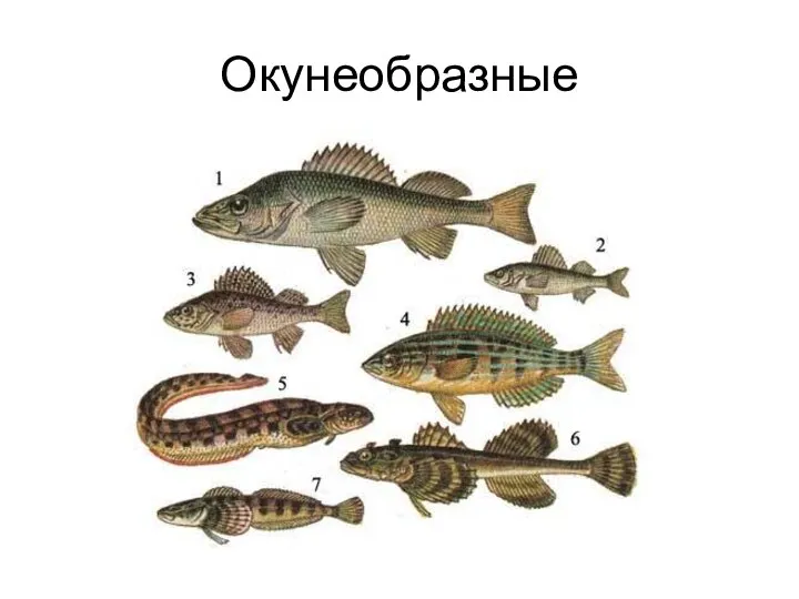 Окунеобразные