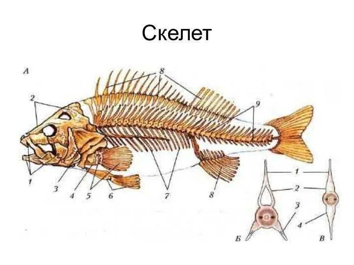 Скелет