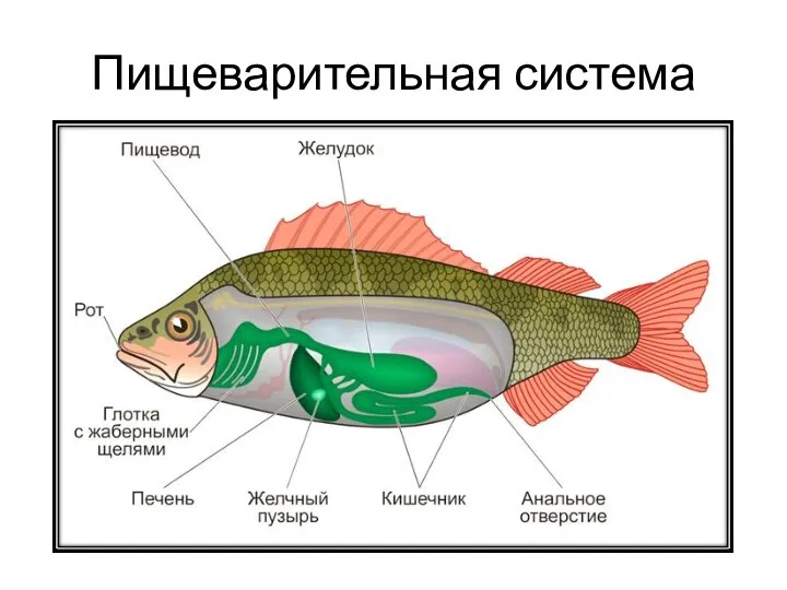 Пищеварительная система