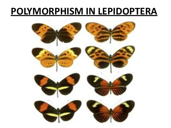 POLYMORPHISM IN LEPIDOPTERA