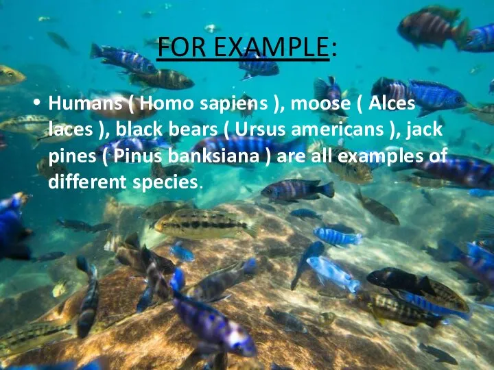 FOR EXAMPLE: Humans ( Homo sapiens ), moose ( Alces laces ),