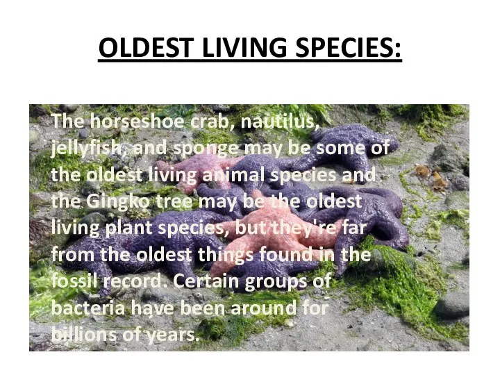 OLDEST LIVING SPECIES: The horseshoe crab, nautilus, jellyfish, and sponge may be