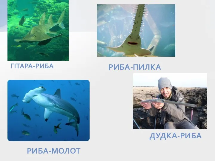 ГІТАРА-РИБА РИБА-ПИЛКА ДУДКА-РИБА РИБА-МОЛОТ