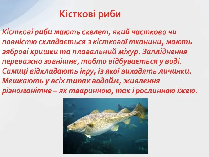 Кісткові риби мають скелет, який частково чи повністю складається з кісткової тканини,