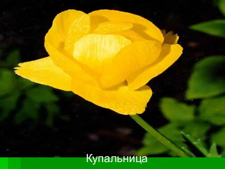 Купальница