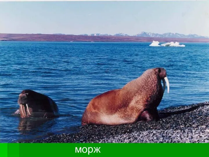 морж