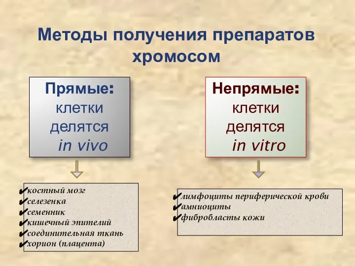 Методы получения препаратов хромосом Прямые: клетки делятся in vivo Непрямые: клетки делятся