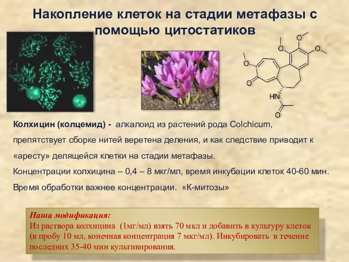 Накопление клеток на стадии метафазы с помощью цитостатиков Колхицин (колцемид) - алкалоид