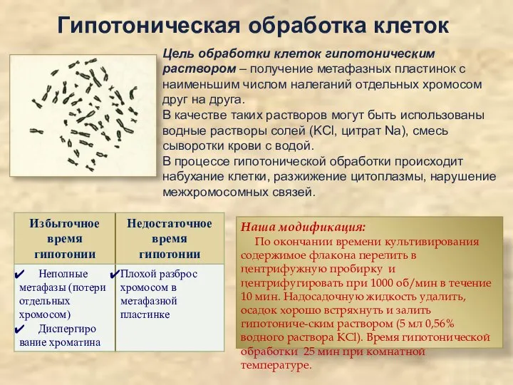 Гипотоническая обработка клеток Цель обработки клеток гипотоническим раствором – получение метафазных пластинок