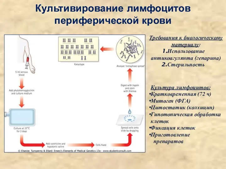 Культивирование лимфоцитов периферической крови Требования к биологическому материалу: Использование антикоагулянта (гепарина) Стерильность