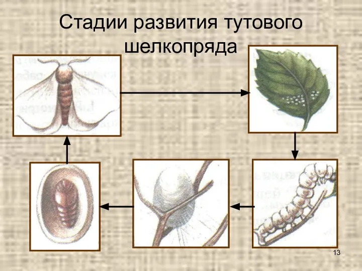 Стадии развития тутового шелкопряда