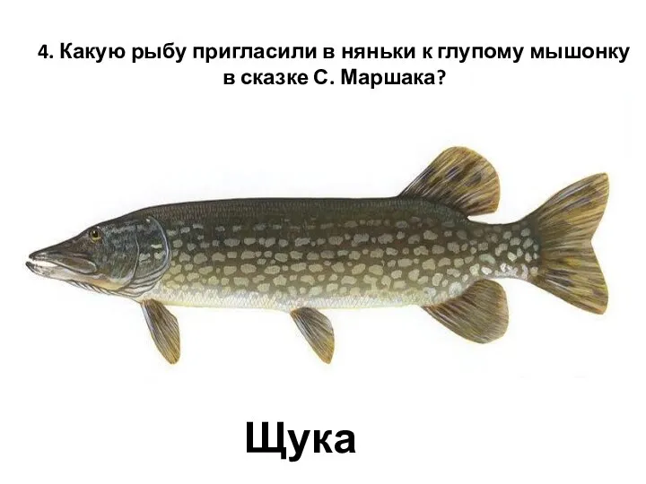 4. Какую рыбу пригласили в няньки к глупому мышонку в сказке С. Маршака? Щука