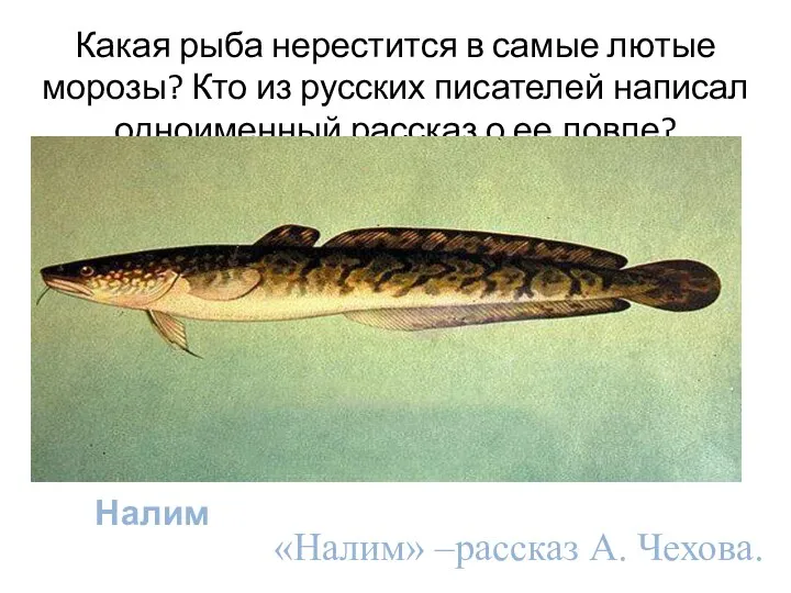 Какая рыба нерестится в самые лютые морозы? Кто из русских писателей написал