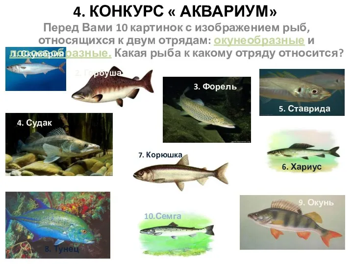 4. КОНКУРС « АКВАРИУМ» Перед Вами 10 картинок с изображением рыб, относящихся