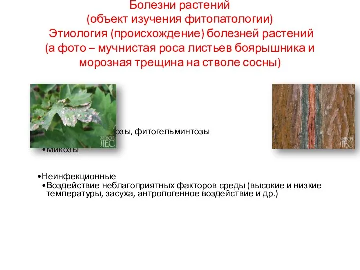 Болезни растений (объект изучения фитопатологии) Этиология (происхождение) болезней растений (а фото –