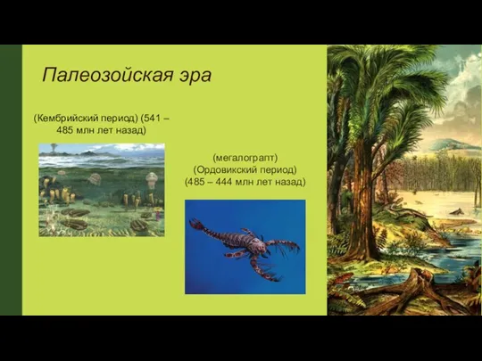 Палеозойская эра (Кембрийский период) (541 – 485 млн лет назад) (мегалограпт) (Ордовикский