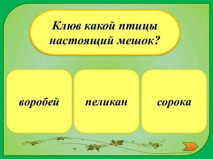 пеликан Клюв какой птицы настоящий мешок? сорока воробей