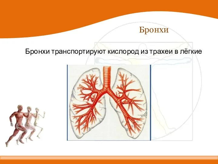 Бронхи Бронхи транспортируют кислород из трахеи в лёгкие