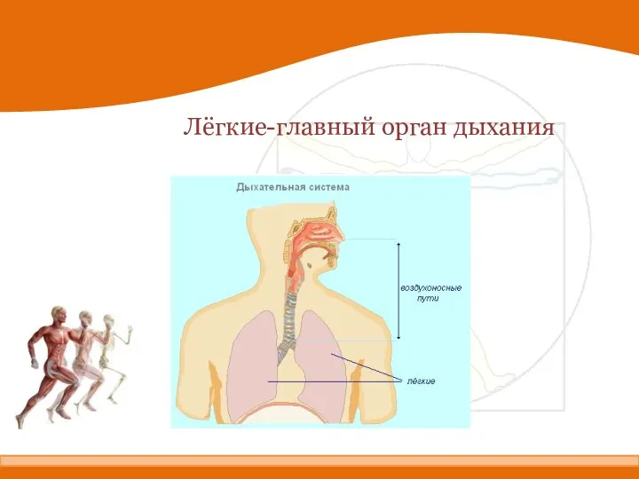 Лёгкие-главный орган дыхания