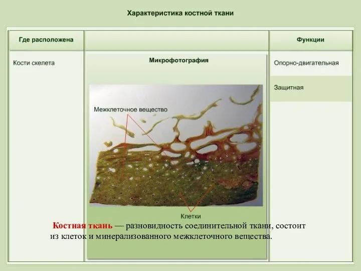 Костная ткань — разновидность соединительной ткани, состоит из клеток и минерализованного межклеточного вещества.