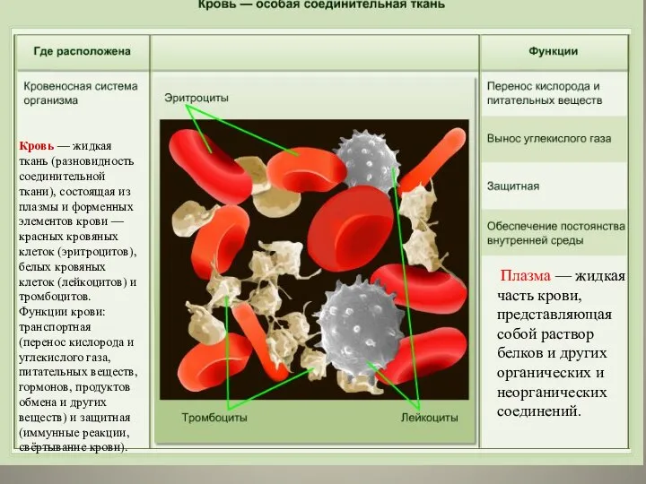 Кровь — жидкая ткань (разновидность соединительной ткани), состоящая из плазмы и форменных