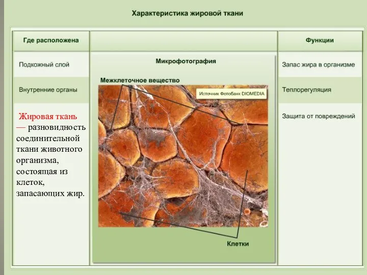 Жировая ткань — разновидность соединительной ткани животного организма, состоящая из клеток, запасающих жир.