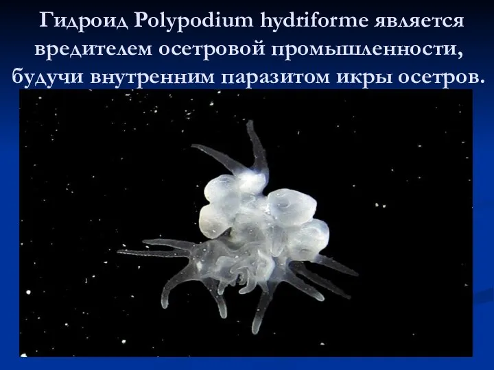 Гидроид Polypodium hydriforme является вредителем осетровой промышленности, будучи внутренним паразитом икры осетров.