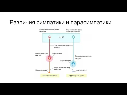 Различия симпатики и парасимпатики