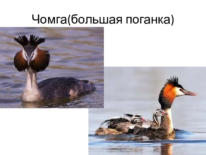 Чомга(большая поганка)