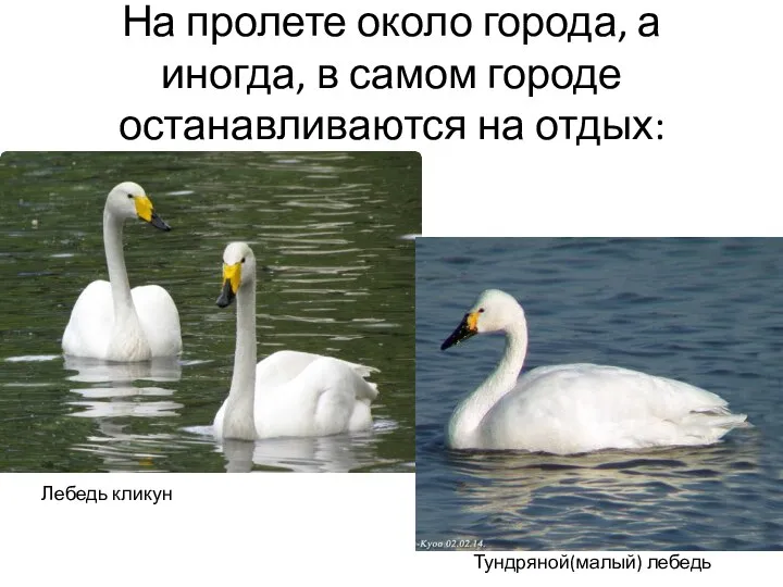 На пролете около города, а иногда, в самом городе останавливаются на отдых: Лебедь кликун Тундряной(малый) лебедь