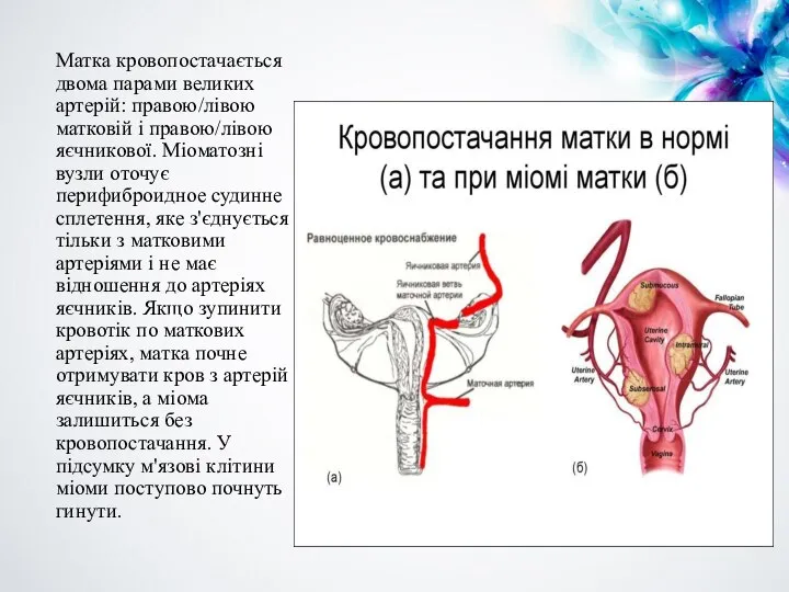 Матка кровопостачається двома парами великих артерій: правою/лівою матковій і правою/лівою яєчникової. Міоматозні