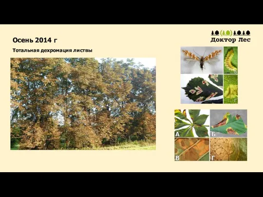 Осень 2014 г Тотальная дехромация листвы