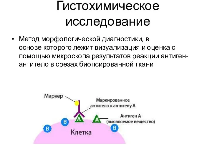 Гистохимическое исследование Метод морфологической диагностики, в основе которого лежит визуализация и оценка