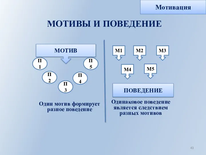 МОТИВЫ И ПОВЕДЕНИЕ Один мотив формирует разное поведение П1 П2 П3 П4