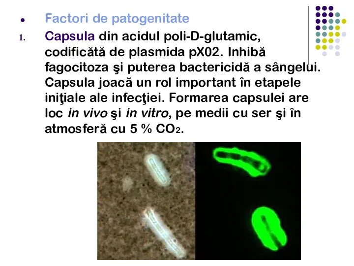 Factori de patogenitate Capsula din acidul poli-D-glutamic, codificătă de plasmida pX02. Inhibă