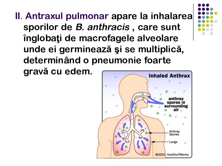II. Antraxul pulmonar apare la inhalarea sporilor de B. anthracis , care