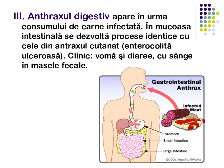 III. Anthraxul digestiv apare în urma consumului de carne infectată. În mucoasa