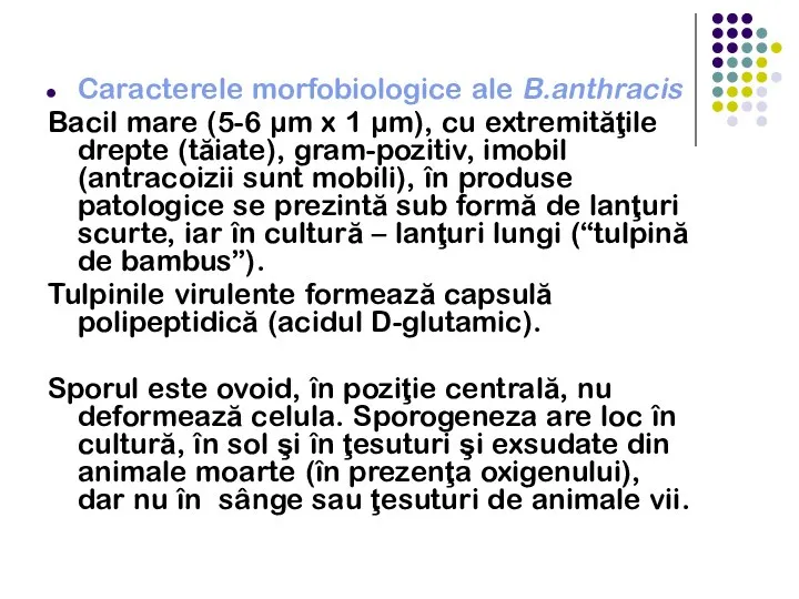 Caracterele morfobiologice ale B.anthracis Bacil mare (5-6 µm x 1 µm), cu